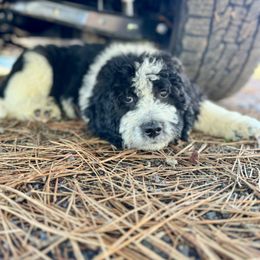 Aussiedoodle, Poodle, and Saint Berdoodle Puppies from Remington Kennels, LLC