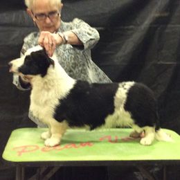 Lyric - Cardigan Welsh Corgi