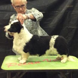 Lyric - Cardigan Welsh Corgi