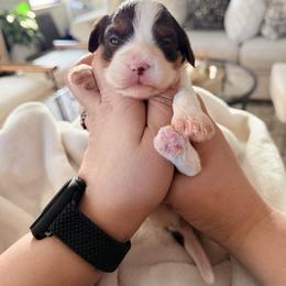 Suki - Tri-color female Cavapoo puppy in Plant City, Florida from MCB Puppies