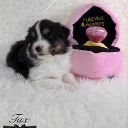 Tux - Black tri-color male Australian Shepherd puppy in Jonesborough, Tennessee from Lotus Australian Shepherds