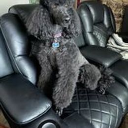 Poodle Puppies from McJare's Puppy Palace