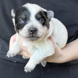 Girl 3 - Blue female Australian Cattle Dog puppy in Irvington, Kentucky from Dry Valley’s Australian Cattle Dogs