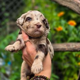 Cheyenne - Merle female Goldendoodle puppy in Centreville, Mississippi from Trin's Designer Doodles