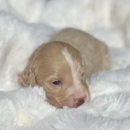 Milo - Parti male Labradoodle puppy in San Antonio, Texas from I Love U Back Labradoodles, LLC