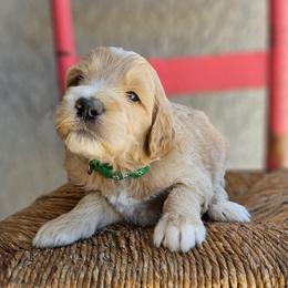 Bryce - Apricot male Goldendoodle puppy in Tucson, Arizona from Ever After Doodles Arizona