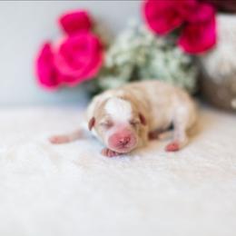 Rose - Cream female Aussiedoodle puppy in Tonopah, Arizona from Kae's Kennels