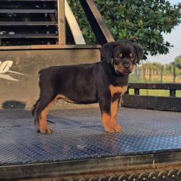 Girl 1 - female Rottweiler puppy in Holts Summit, Missouri from Hurleyhaus Rottweilers