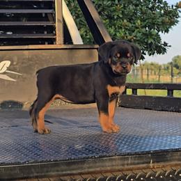 Girl 1 - female Rottweiler puppy in Holts Summit, Missouri from Hurleyhaus Rottweilers