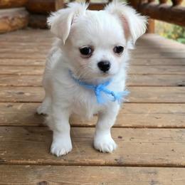 Boy1 - White male Chihuahua puppy in Alaska from Snowy Mountains Chihuahua