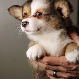 Daniel - Sable male Pembroke Welsh Corgi puppy in South Otselic, New York from Ridge Top Corgis