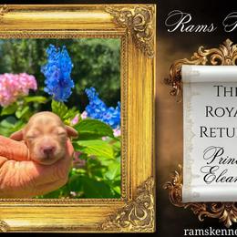 Princess Eleanor - Cream female Dachshund puppy in Splendora, Texas from Ram’s Kennels