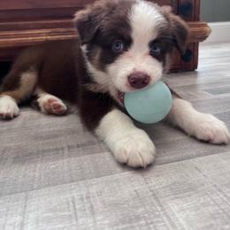 Daisy - Red tri-color female Australian Shepherd puppy in Williston, Florida from Over The Rainbow Aussies