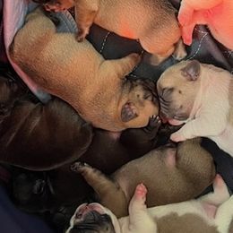French Bulldogs from Cyrek's Bark