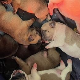 French Bulldogs from Cyrek's Bark