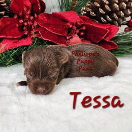 Tessa - Chocolate and tan female Yorkshire Terrier puppy in Adair, Oklahoma from Phillippe's Puppy Paws