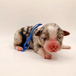 Flint - Blue merle male Australian Shepherd puppy in Placerville, California from BFF Aussies