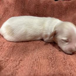 Boy 4 - male Dachshund puppy in Sheridan, Arkansas from Farmhouse Dachshunds