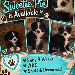 Sweetie - 4 - Black tri-color female Australian Shepherd puppy in Riverside, California from Majestic Wrangler’s Aussie’s