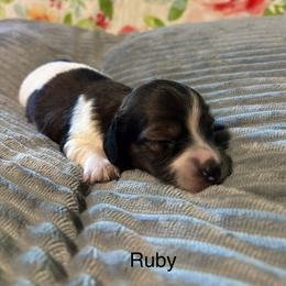 Ruby - Piebald female Dachshund puppy in Aiken, South Carolina from State Eight Dachshunds
