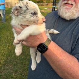 Slate Merle boy 1 - Slate merle male Border Collie puppy in Bogata, Texas from Celtic Farms Border Collies and Danes