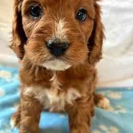 Storm - Apricot male Cavapoo puppy in Adrian, Oregon from ApplebyFarm