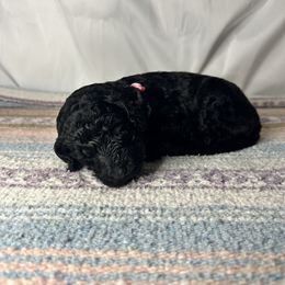 Pebbles - Black female Poodle puppy in Philadelphia, Pennsylvania from The Stone’s Poodles