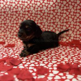 Pink heart girl (blk n cream) - Black and cream female Dachshund puppy in Chehalis, Washington from McJazzin Doxies