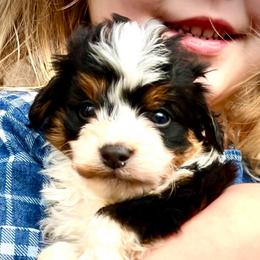 Aspen - Black tri-color male Aussiedoodle puppy in Paoli, Indiana from Brambleberry Doodles