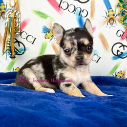 Converse - Merle male Chihuahua puppy in Anderson, South Carolina from Lil Treasures Chihuahuas