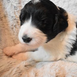 Bernedoodle Puppies from Belly Rubs