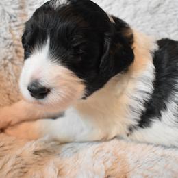Bernedoodle Puppies from Belly Rubs