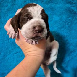 Noelle - White and chestnut female Bracco Italiano puppy in Silver Summit, Utah from Snow Peak Kennel