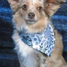Aussiedoodles, Miniature American Shepherds, and Toy Australian Shepherds from Nelson's Aussies and Aussiedoodles