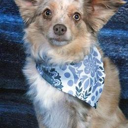 Aussiedoodles, Miniature American Shepherds, and Toy Australian Shepherds from Nelson's Aussies and Aussiedoodles