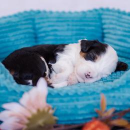 Rolo - Tri-color male Bernedoodle puppy in Conroe, Texas from Cookie's Cuties