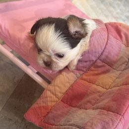 Chloe - Liver and white female Shih Tzu puppy in Huntsville, Alabama from Sunnybrook Shih Tzu