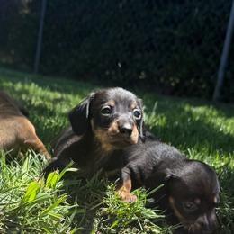 Male 2 - Black and tan male Dachshund puppy in Anderson, California from FiveThreeZeroMiniDachshunds