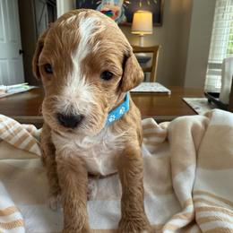 Clementine - Red  female Goldendoodle puppy in Chattanooga, Tennessee from Scenic City Doodles