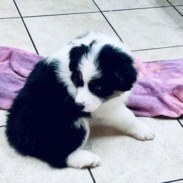 Mato - Black tri male Miniature Australian Shepherd puppy in Hagerstown, Maryland from Renegade Kennels
