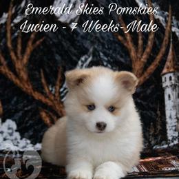 Lucian - Red and white male Pomsky puppy in Sumter, South Carolina from Emerald Skies Pomskies