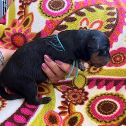 Strike - Black and mahogany male Rottweiler puppy in Crothersville, Indiana from The Solid Rock Kennel