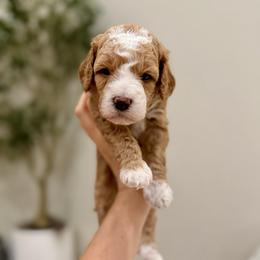 Button boy - Apricot male Goldendoodle puppy in Rio Linda, California from Plush Doodles