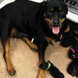 Rottweilers from JHB Rottweilers