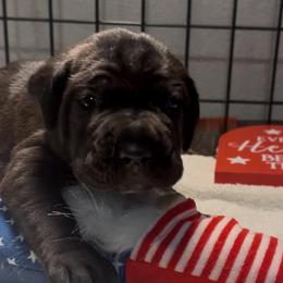 Miracle City Yellow - Black female Cane Corso puppy in Conroe, Texas from Miracle City