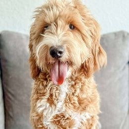 Ruby - Goldendoodle