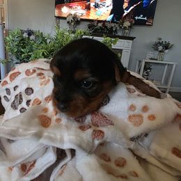 Faith (Red) - Black and tan female Yorkshire Terrier puppy in Fayetteville, Tennessee from Mina's Yorkies
