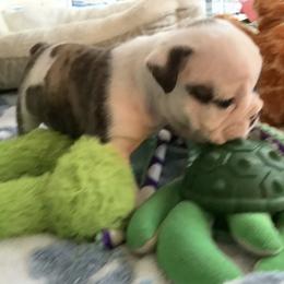 Boy 3 - Red brindle and white male Bulldog puppy in Tierra Verde, Florida from Destiny Kennel