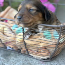 Brownie - male Dachshund puppy in Vancouver, Washington from Cascade Minis