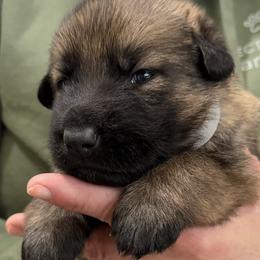 White Girl - Sable female German Shepherd puppy in Grantsville, Utah from Vom Haus Denfors K9 - Working German Shepherds